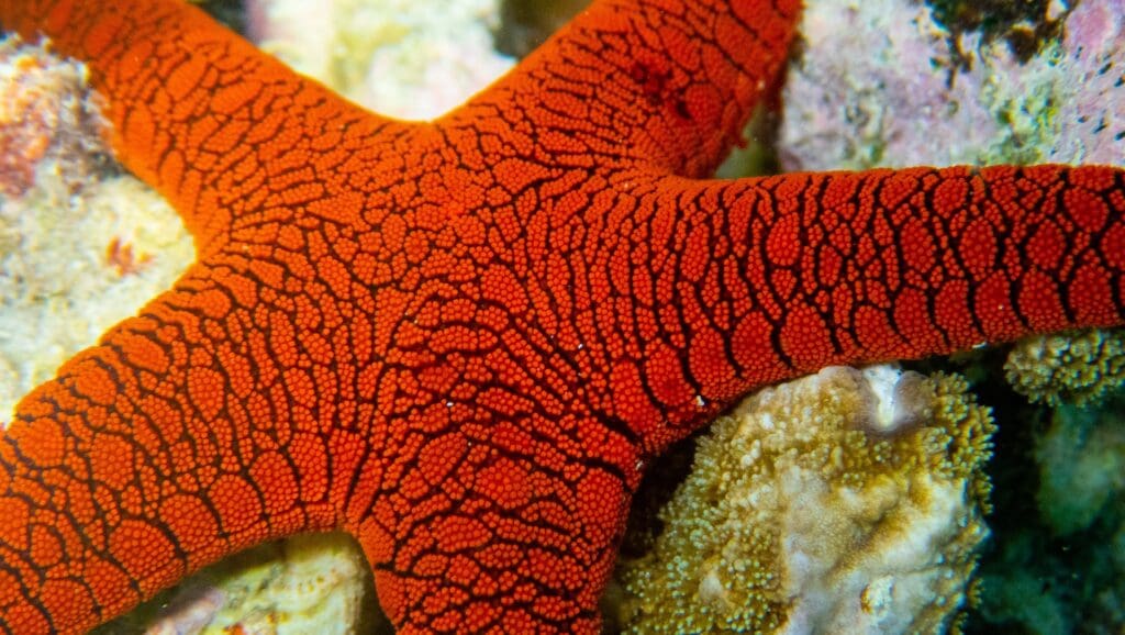Red Starfish closeup