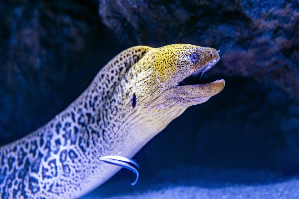 Underwater shot of eel with mouth open
