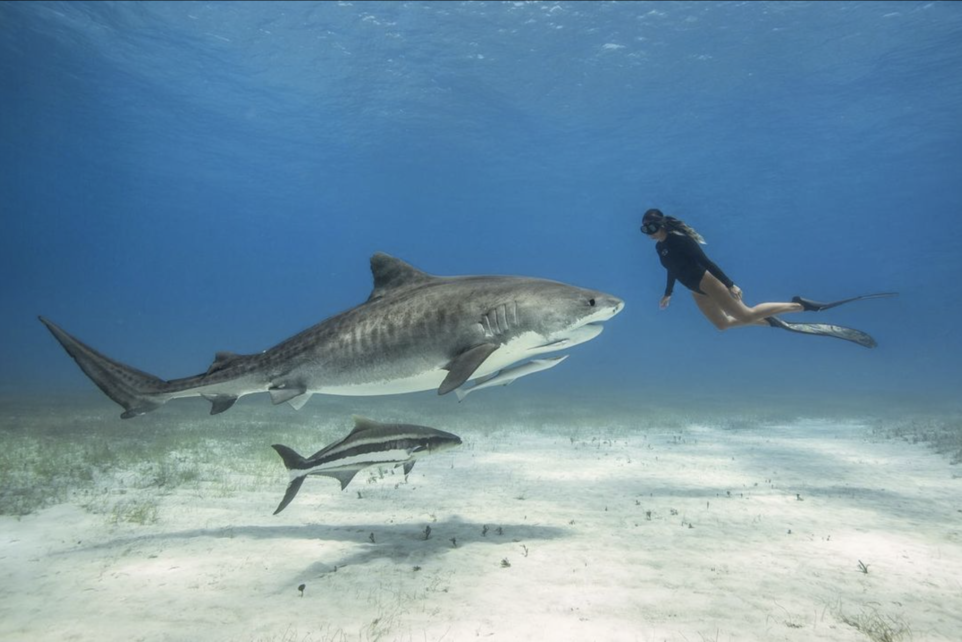 woman floating under water with shark