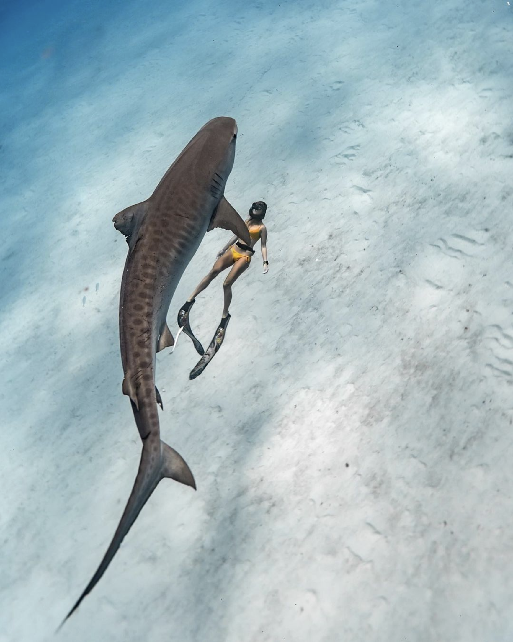 woman swimming under shark