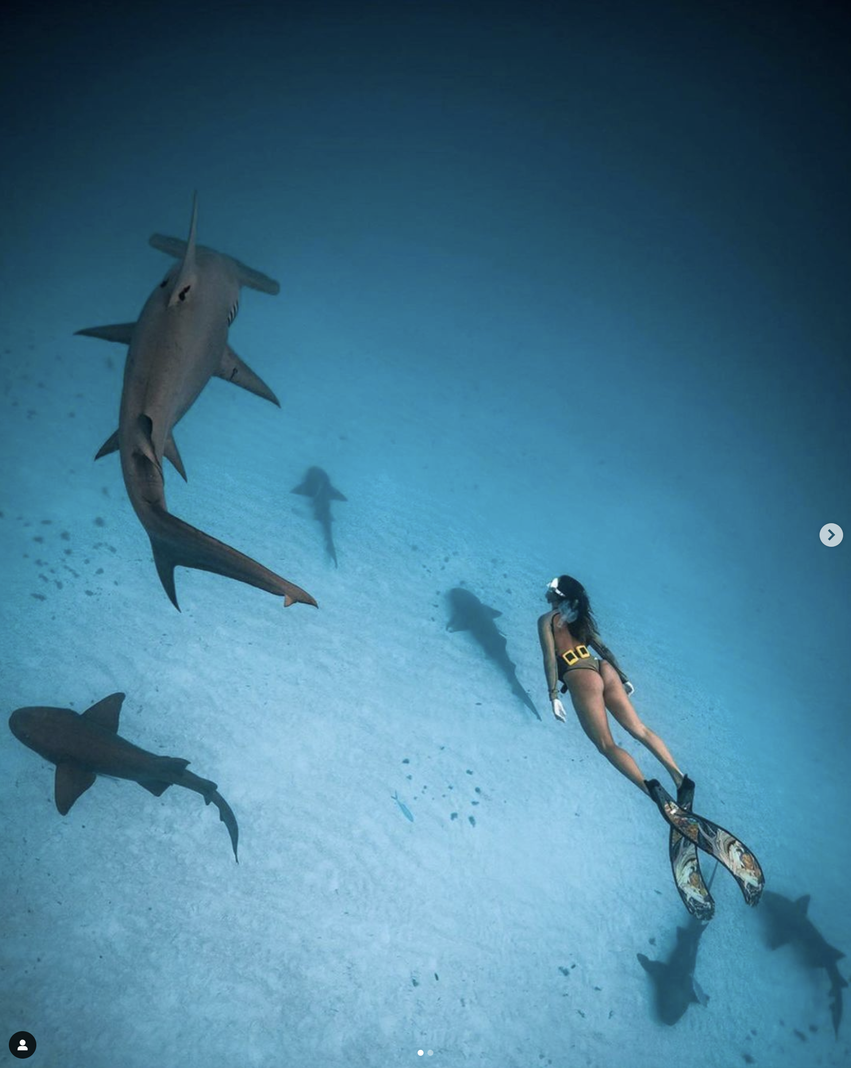 woman swimming alongside hammerhead shark
