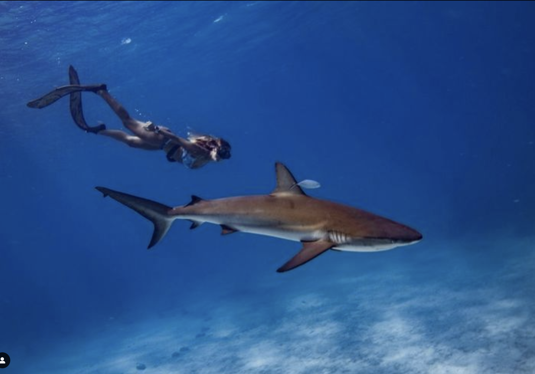 woman freediving with shark