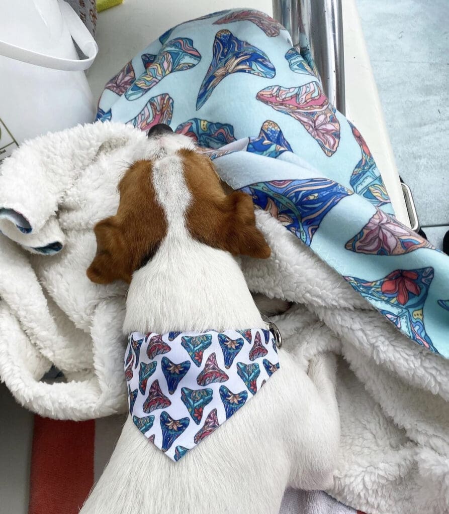 Jack Russell Terrier, white with brown ears, wearing a shark teeth dog bandana and resting comfortably on a sherpa backed blanket showing colorful mandala style shark tooth artwork 