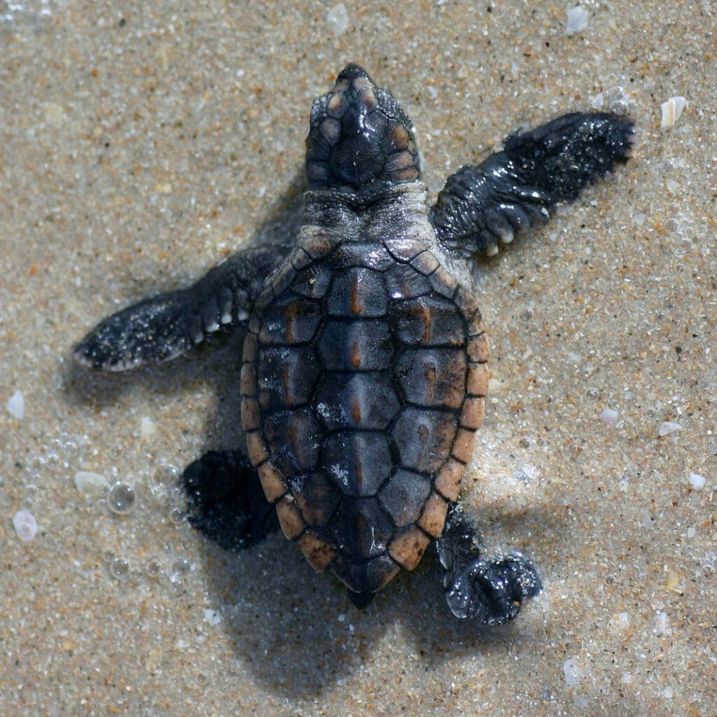 Baby sea turtle making its way back to the ocean after hatching - by Florida Fish & Wildlife