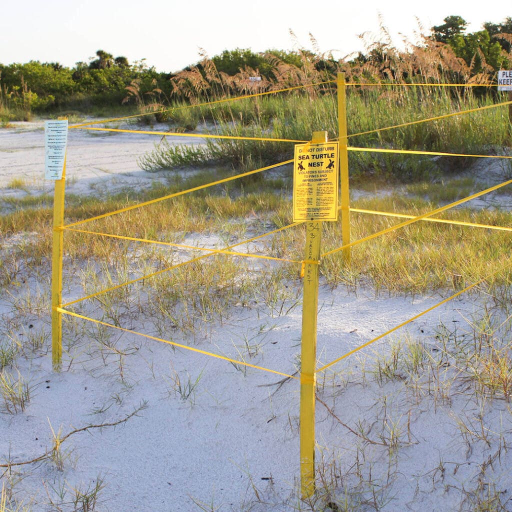 Protected turtle nest in southwest Florida by Florida Fish & Wildlife
