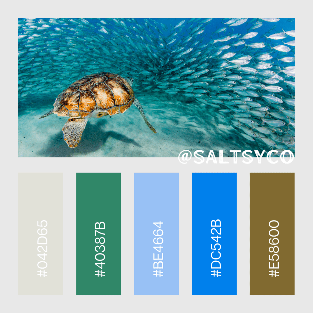 Saltsy sea turtle color palette showing photo of sea turtle and a selection of coordinating colors and hex codes